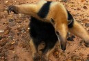 Tamanduá-mirim encontrado em Alto Piquiri é devolvido à natureza por técnicos do IAT