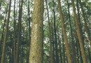 Indústria e governo de SC fazem acordo para incentivar plantio de florestas