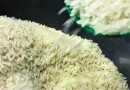 Importação de arroz: para consumidor, preço final do quilo será de R$ 4, afirma Governo