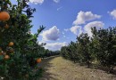 Oeste concentra 80% da produção de laranja em SC
