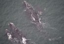 Mais de 80 baleias-francas são vistas em sobrevoo no Litoral de SC