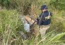 PRF encontra quase 500kg de maconha às margens da BR-282 em Iraceminha