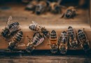 Dia Mundial das Abelhas destaca importância dos insetos para a natureza e a produção de alimentos
