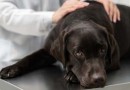 Saiba quais são as doenças mais comuns em cachorros e como é possível preveni-las