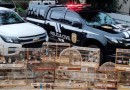 IAT de Pato Branco resgata 39 aves da espécie Azulão em criadouro irregular