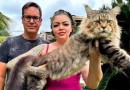 Gato brasileiro de 1,3 metro pode entrar para o Guinness; Maior do mundo