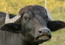 Idoso de 80 anos fica ferido após ser atacado por touro no Oeste