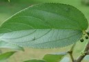Brasileiros descobrem planta nativa que produz canabidiol sem efeitos alucinógenos