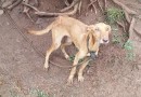 Cães em situação de maus-tratos, incluindo um com desnutrição severa, são resgatados