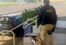 Vinho argentino importado irregularmente é apreendido na BR-163