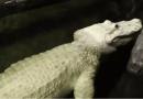 ‘Barriga de cofrinho’: Crocodilo engole 70 moedas em zoológico nos EUA