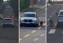 Motorista dirige carro com cachorro preso do lado de fora pela coleira
