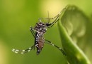 Saúde de SMOeste realiza ação especial de combate à dengue neste sábado