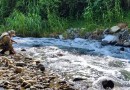 Ácido sulfônico: saiba os efeitos para a saúde humana e para o meio ambiente