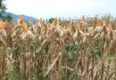 Secretaria da Agricultura inicia distribuição de 200 mil sacas de sementes de milho do Programa Terra Boa