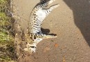 Jaquatirica é encontrada morta na margem da rodovia PR-475