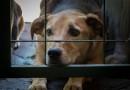 Decreto aumenta multas para quem maltratar animais no Brasil