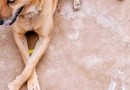 Homem que jogou cão por cima de muro de ONG é condenado em Santa Catarina