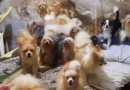 Cativeiro para venda e procriação ilegal com mais de 40 animais de raça é desmontado em SC