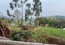 Ventania causa destelhamentos, derruba árvores e mata animais no interior