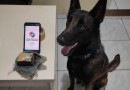 Polícia encontra drogas em meio a mata