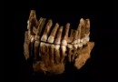 Tribo Neandertal isolada por 50 mil anos é descoberta e impacta estudos