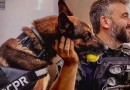 Cão policial Raio volta às operações após aposentadoria e ajuda na prisão de seis suspeitos