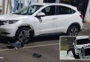 Cachorro é flagrado danificando veículo durante a madrugada