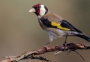 Número de focos de gripe aviária no Brasil sobe para 30