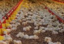 Estado ultrapassa US$ 1,5 bilhão com exportações de carnes no primeiro semestre