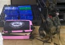 Cão farejador encontra maconha em mala de passageiro na rodoviária