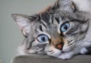 Sancionada lei que prevê controle populacional de animais domésticos