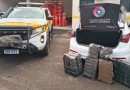 Quase 100 kg de maconha são apreendidos após perseguição