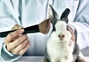 Governo proíbe uso de animais em pesquisas com cosméticos e produtos de higiene
