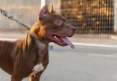 Associação vai ao STF contra lei e decreto dos pitbulls de SC