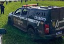 Polícia recupera 10 de 44 cabeças de gado furtadas em SC; crime é investigado