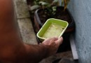 El Niño pode aumentar casos de chikungunya e dengue no Brasil