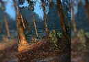 Tornado atingiu cidade de Santa Catarina, confirma Defesa Civil