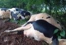 Raio mata sete vacas no interior