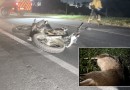 Motociclista fica ferido após colidir com cervo na BR-282