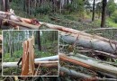 Imagens impressionam: força do temporal derruba grande quantidade de árvores