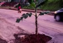Moradores de Itapiranga protestam plantando bananeira em buraco da SC-163