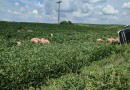Caminhão carregado com suínos tomba em plantação após colisão no Oeste