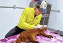 Gato-mourisco sobrevive ao ser atropelado em São Miguel do Oeste