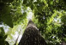 Bioma amazônico tem 30 a 40 mil espécies só de plantas, mostra estudo