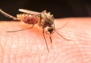 Apesar de queda de confirmados, SC já investiga 402 casos de dengue em 2023