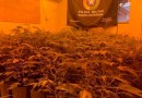 Polícia Militar fecha estufa improvisada com 337 pés de maconha