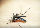 Saúde registra mais de 58 mil focos do mosquito Aedes aegypti até início de novembro