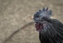 Galinha de luxo conhecida como ‘Lamborghini das aves’ é 100% preta e pode custar até R$ 33 mil