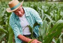 Sicoob estima liberar R$ 7 bilhões em crédito rural no período de pré-custeio